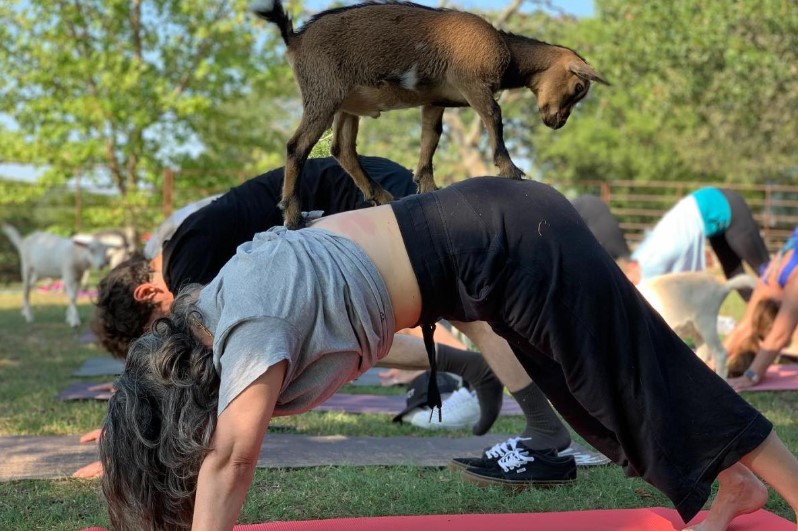 Original Goat Yoga & Goat Happy Hour Farm Experiences