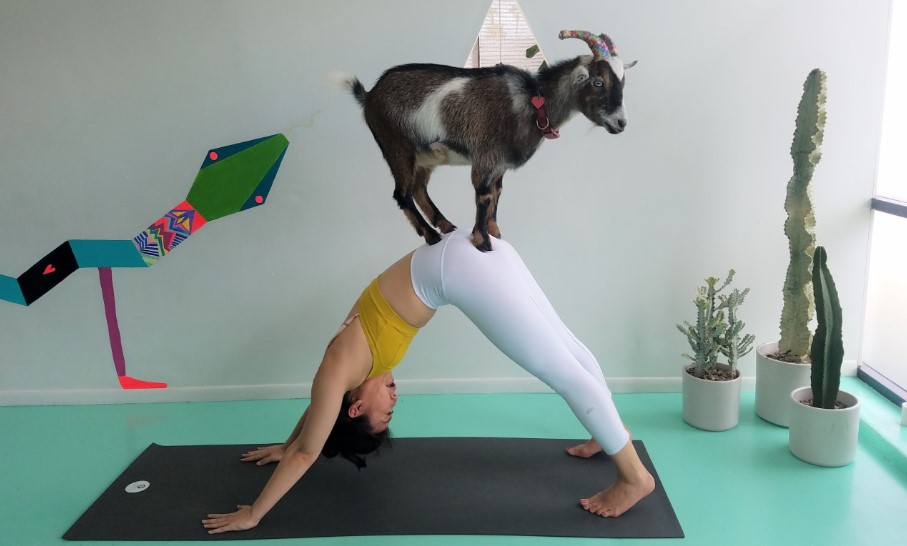 Original Goat Yoga & Goat Happy Hour Farm Experiences